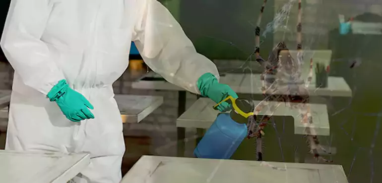 Why Buyers Still Want Homes With Pest Infestations in Elk Grove, CA?